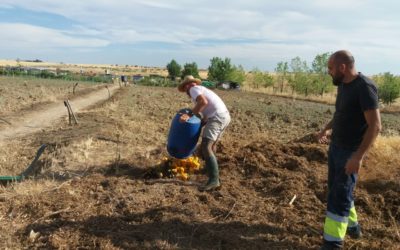 Beneficios sociales del Agrocompostaje